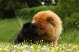 CHOW CHOW 524